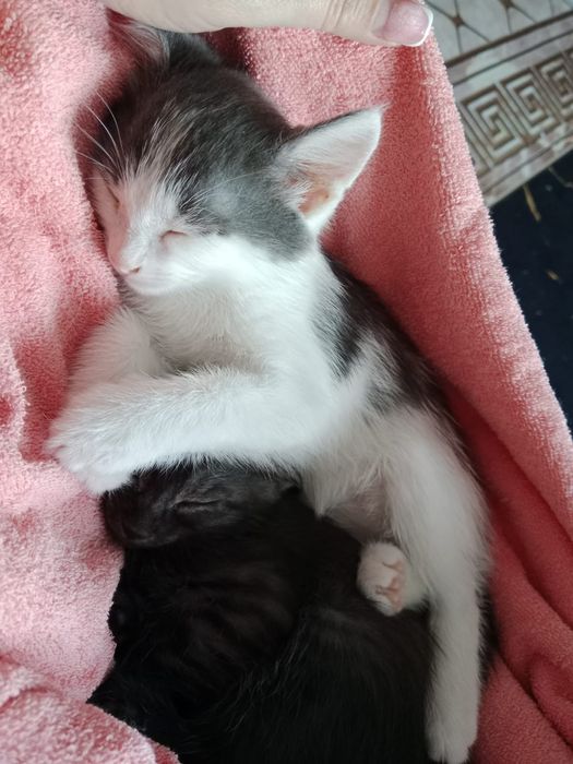 Отдам котиков мальчики
