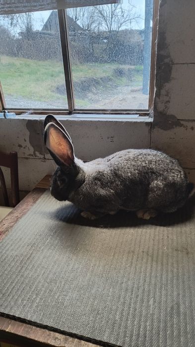 Iepuri Uriaș German