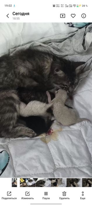 Нужно помощь кошку