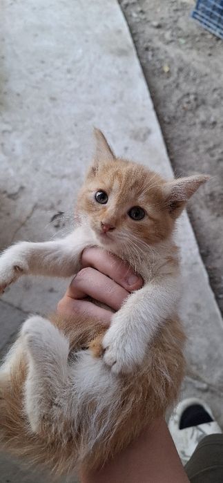 Отдам даром котят