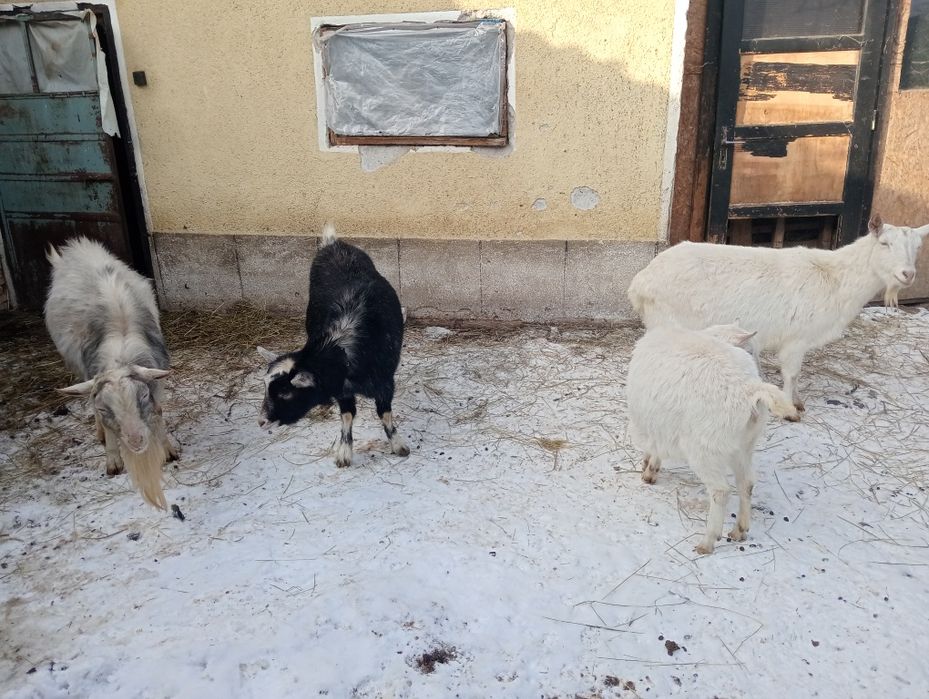 Vând capre de curte