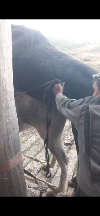 De vanzare iapa lipitana