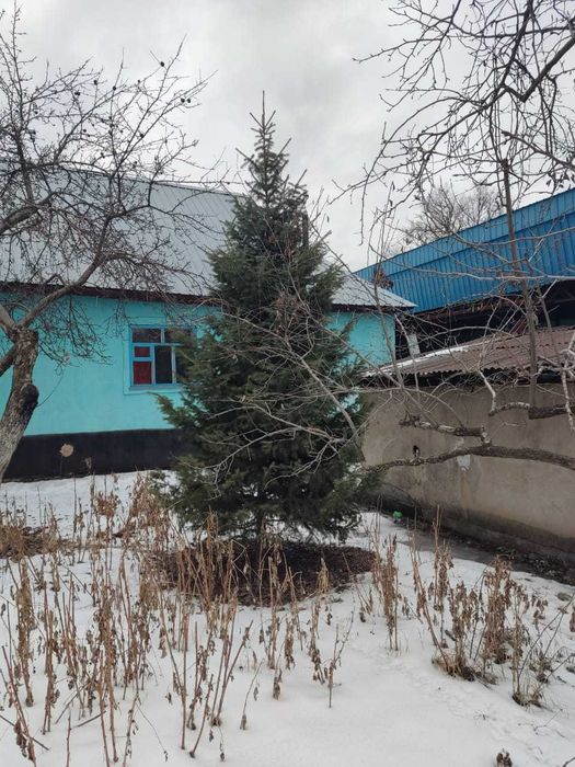 Продадим ели 5 м, 6 м, 8 м