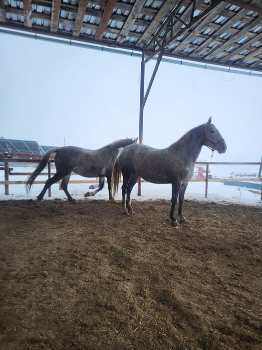 Iepe lipitan de vinzare învățate pentru echitație și trasura