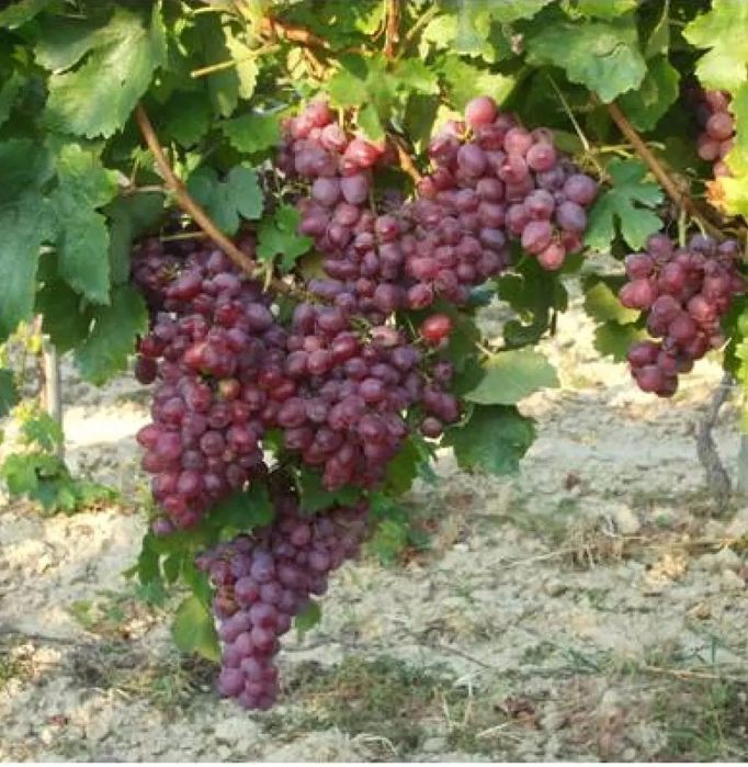 Vita De Vie DE Masa Soiuri Roze