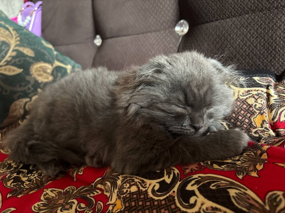 Британские скотш фолд