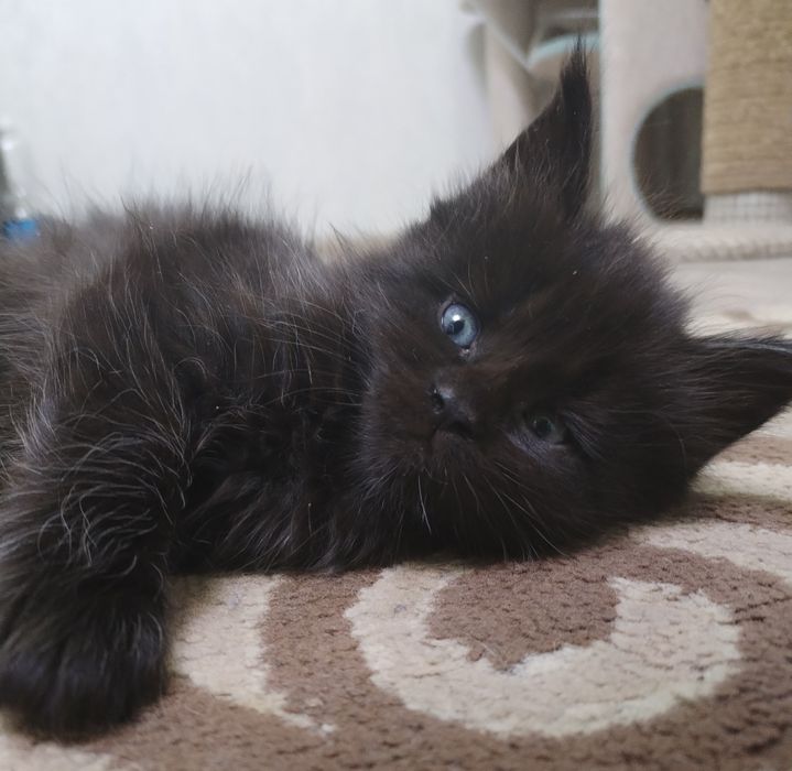 Котята Мейн-куны с документами