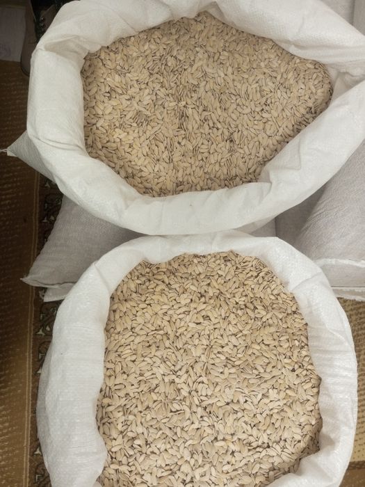 Семена дыни Бакинка высшего сорта