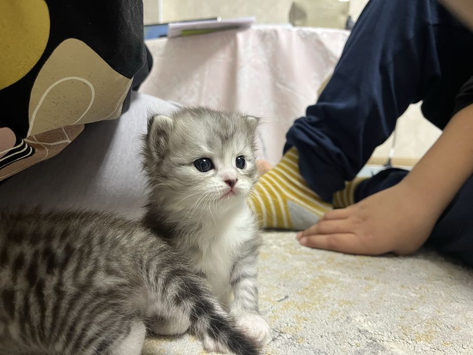 Scottish Fold және Straight котяттар
