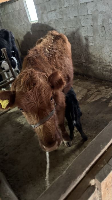 1 ші тума сиырлар сатылады