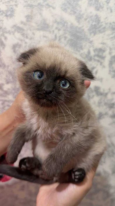 Продам Катенька с отенкам сиям