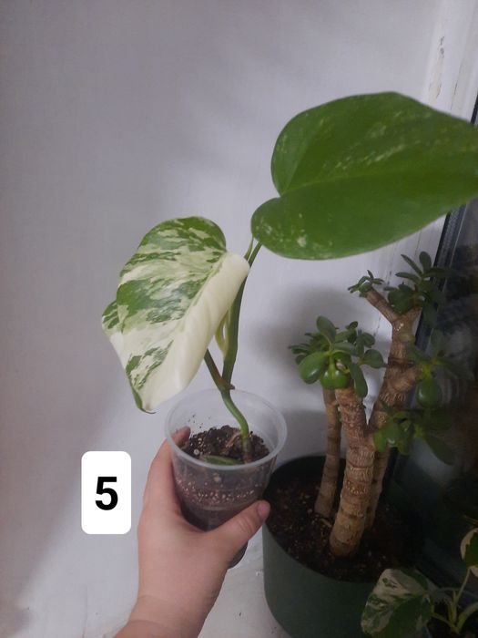 Монстера альба детишки