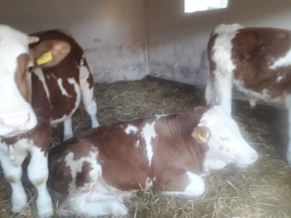 Vand viteii 30 bucati