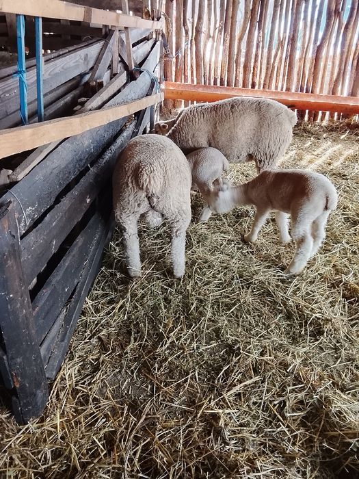 Vând berbecuți ile de france 3luni, 25 de lei kilogramul