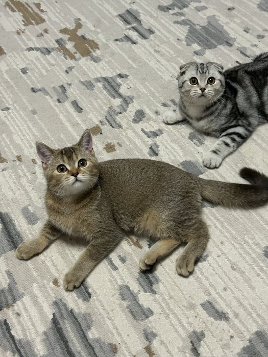 Отдам в добрые руки кошку