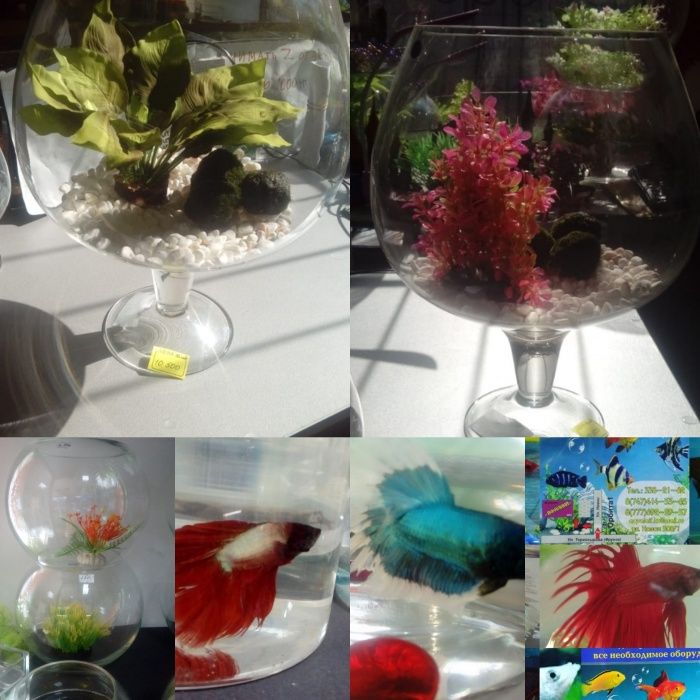 Рыбки петушки. Навои-Торайгырова