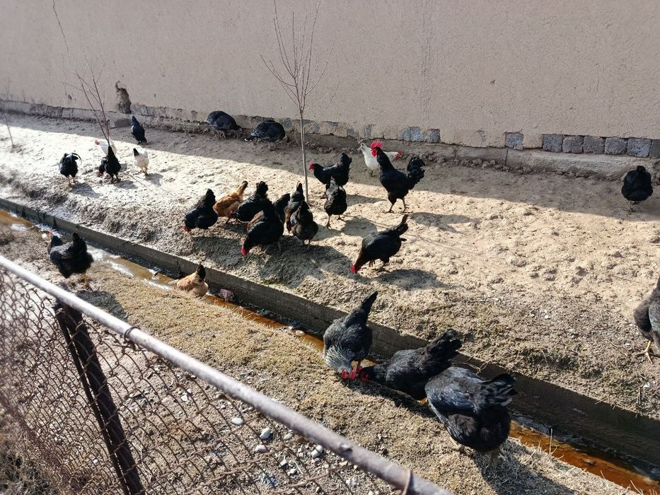 Damashniy Tuxum sotiladi