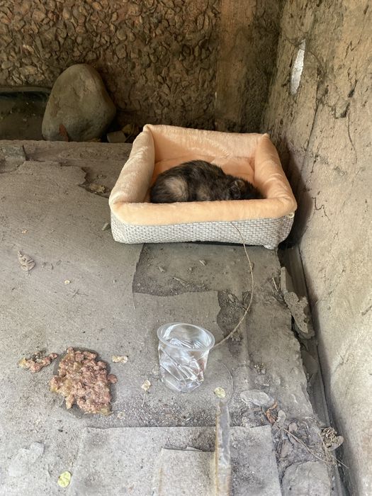 Котеное ммленький