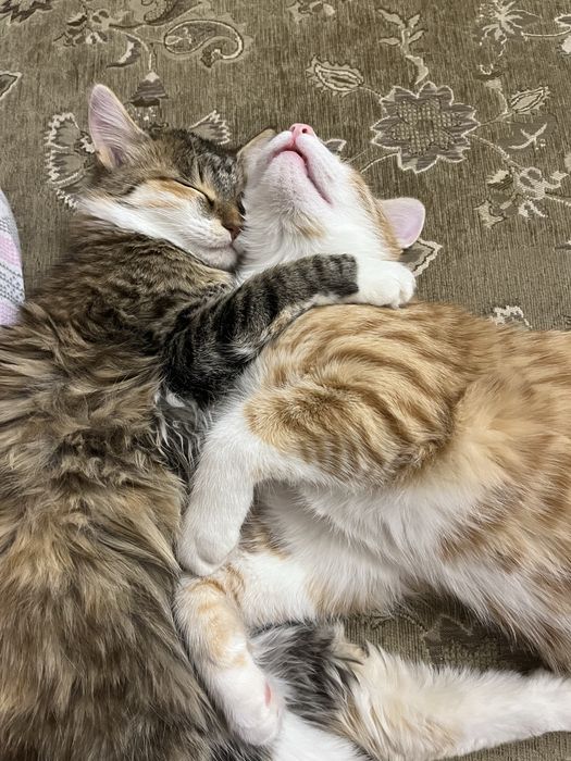 Отдаю даром кота мальчика