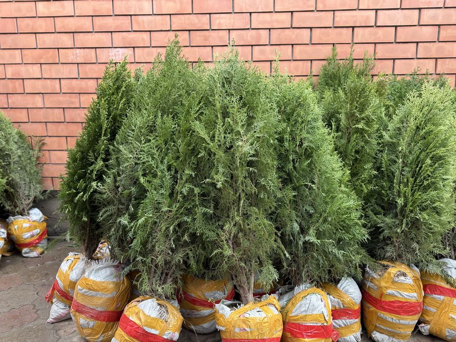 туи , можжевельники , сосны , тополя