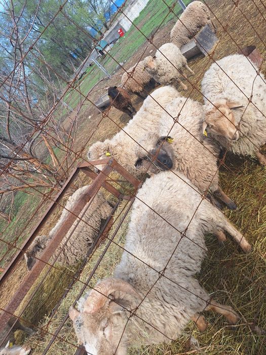 Продам баран только самок цена 80000