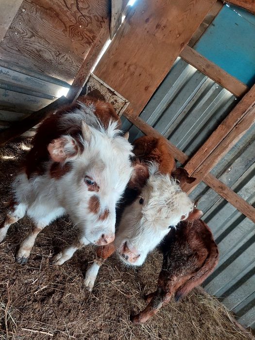 Баспактар сатылады