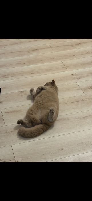 Кошка в добрые руки