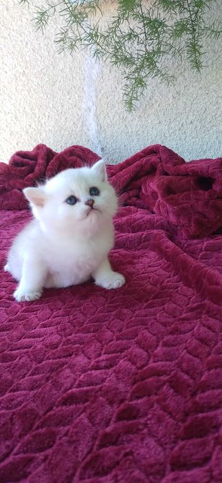 Pui pisica british shorthair chinchila silver rasa pura