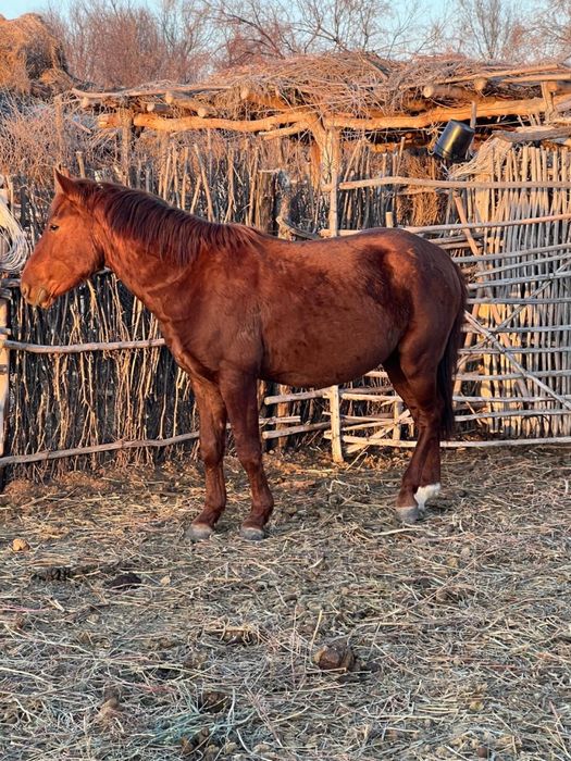 Айғыр сатылады 5 жас