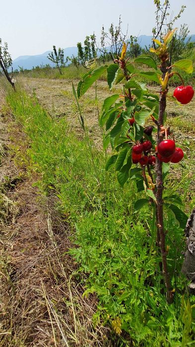 Продава се Земеделски имот в Асеновград -  кв.м за 1943 €/дка - Снимка #4
