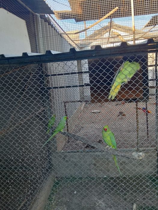 Попугаи ожереловые