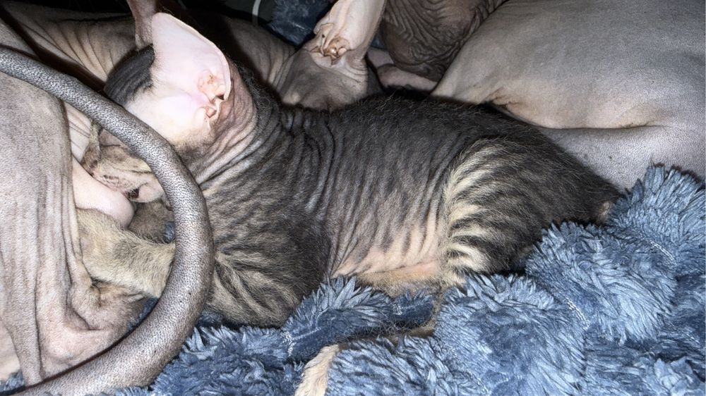 Продам кошечку сфинкс