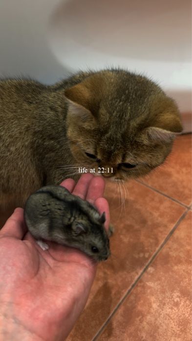 хомяк с клеткой и шариком