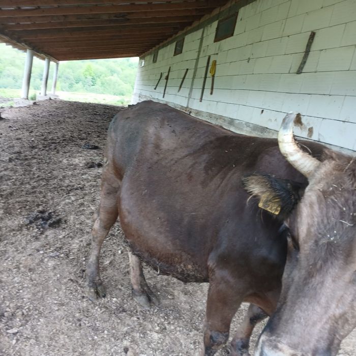 Vand vaca bruna de maramures
