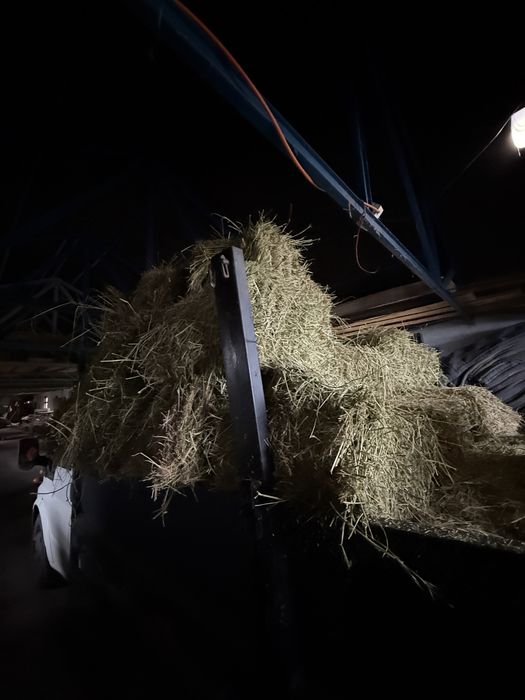 Balti lucernta curati 18 lei bucata