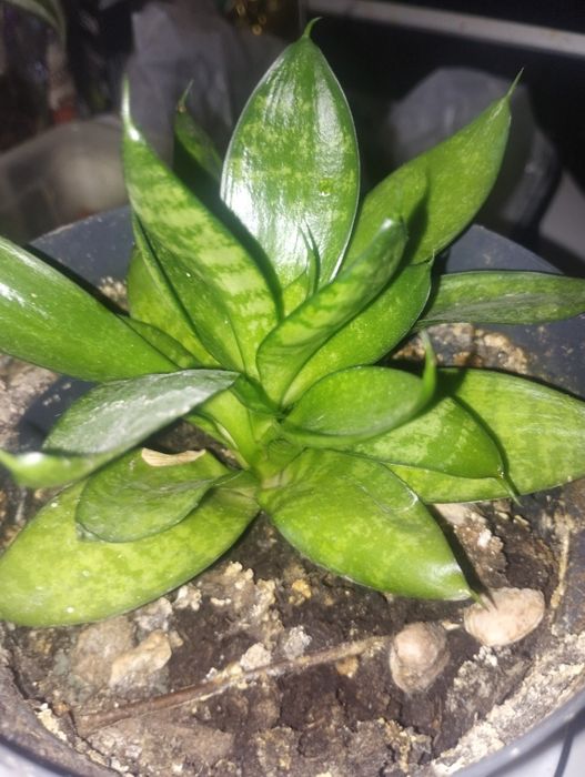Plantă purificatoare Sanseviera