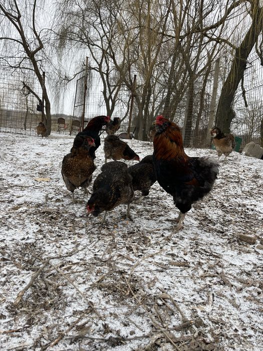 Oua araucana potarnichiu salbatic