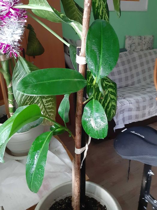 Plante exotice plantate in ghivece.Sunt mari, viguroase, spectaculoase