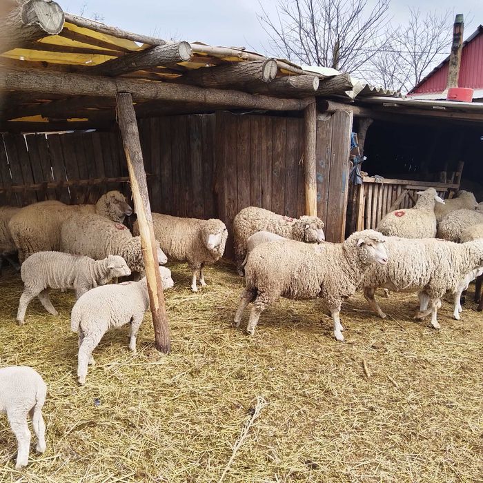 Oi de vânzare tinere