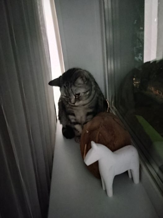 Отдам кота, бесплатно