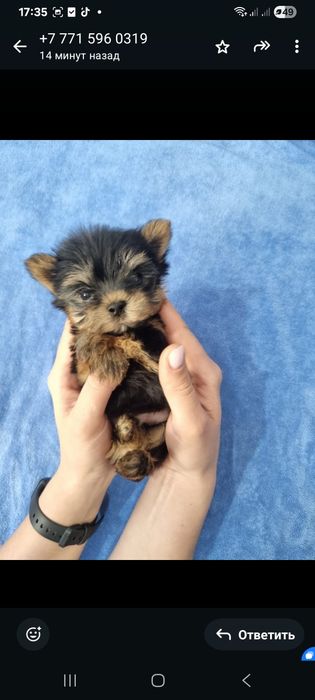 Очаровательные  мини йорки