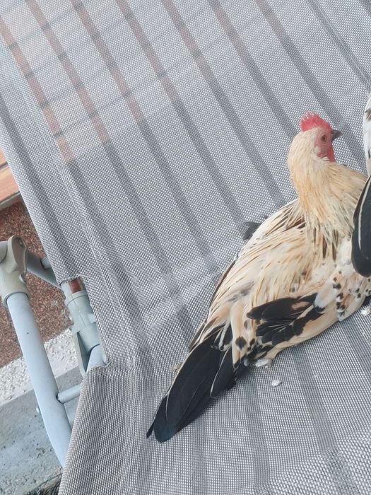 De vânzare pitici Mii de Flori