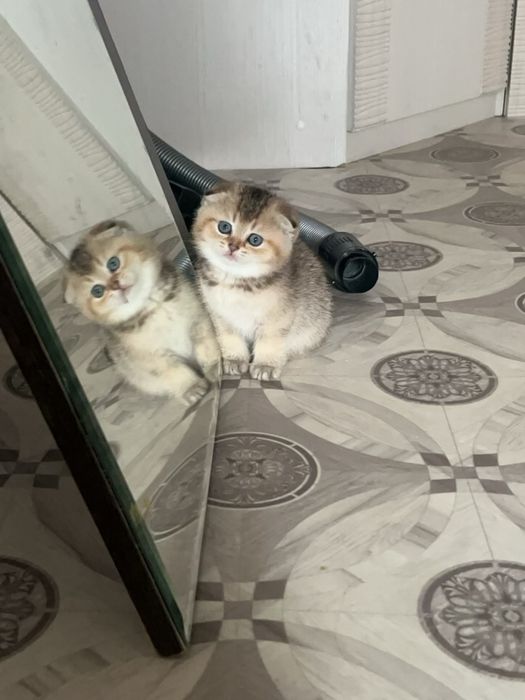 Продам котенка мальчика