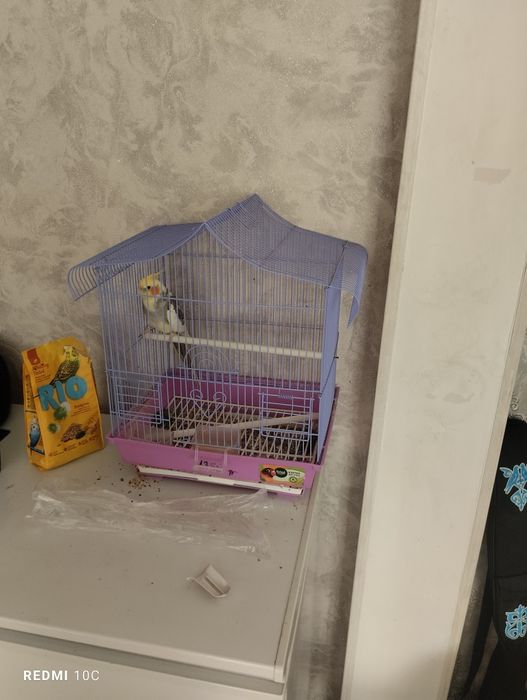 Продам вольнысти попугай