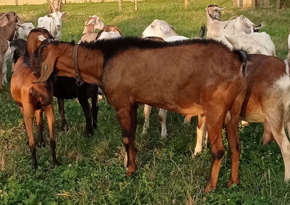 Capre  tapi iezi saanen si anglonubian