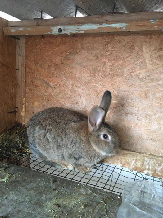 Кралы и кралихы прадам