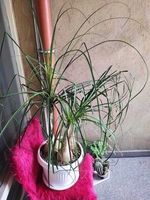 Продавам кактуси, нолина