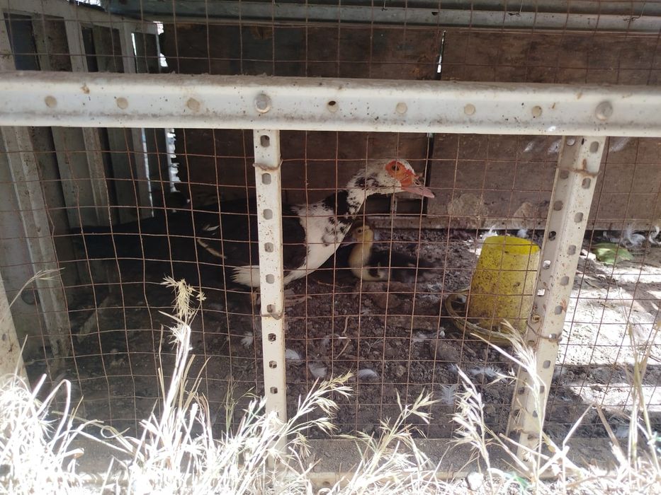 Үйрек балапандарымен бағасын келісеміз