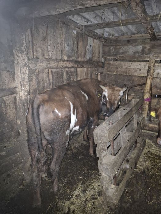 Продам бычков на откорме