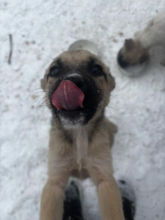 Щенки срочно ищут дом